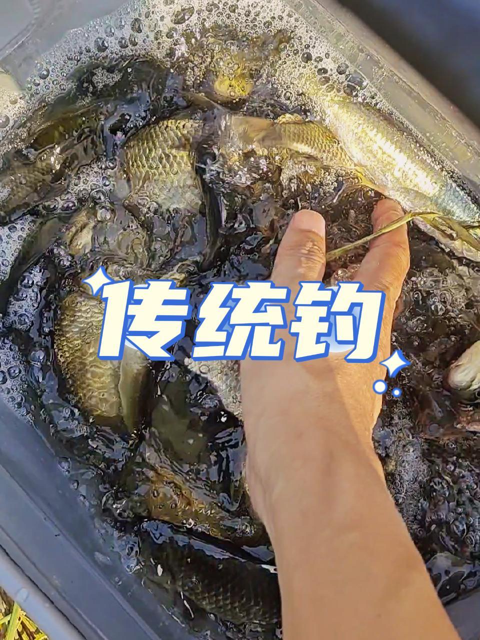 2023dou来钓鱼 传统钓的好时节来了,没玩过的可以尝试一下,看着大鲫鱼顶漂,心里倍爽 