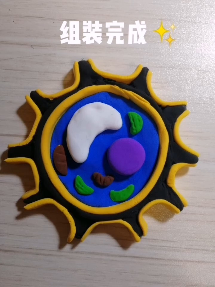 七年级上册生物植物细胞模型制作