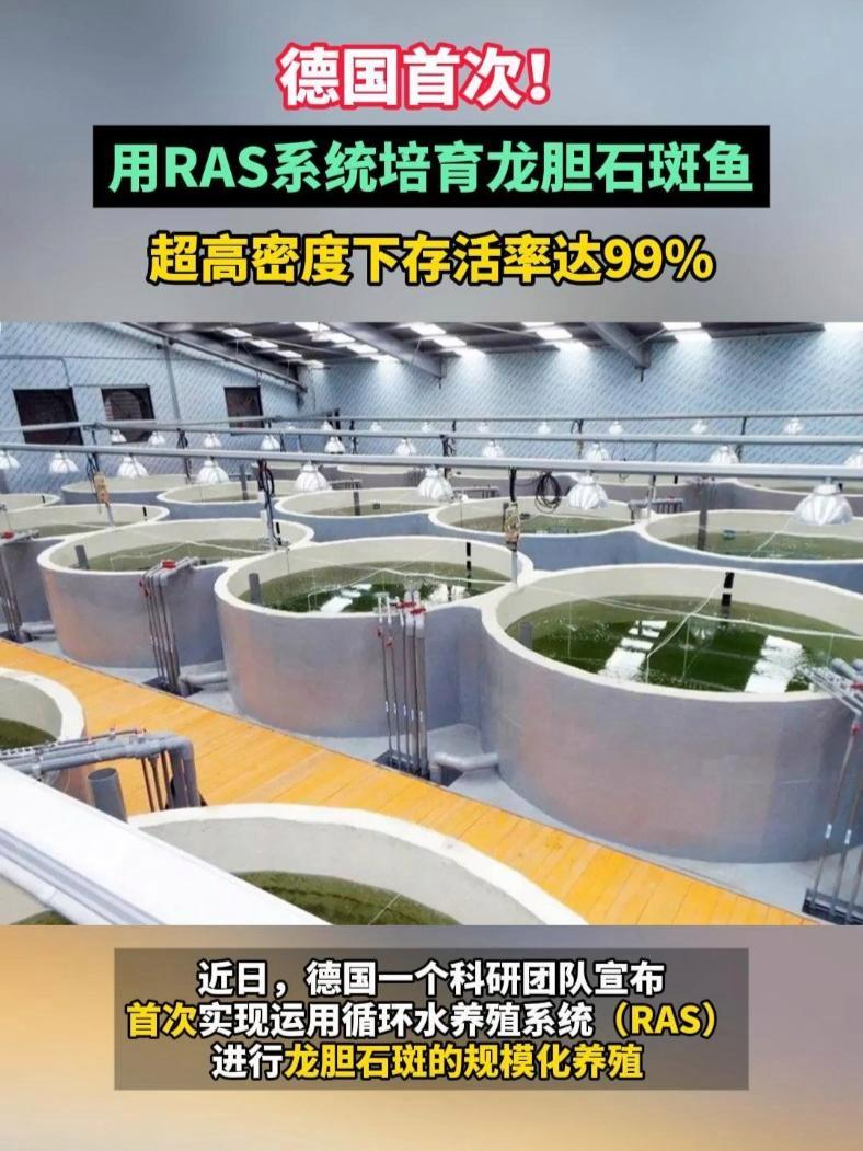 德国首次!用RAS系统培育龙胆石斑鱼,超高密度下存活率达99%!石斑鱼 循环水养殖 龙胆石