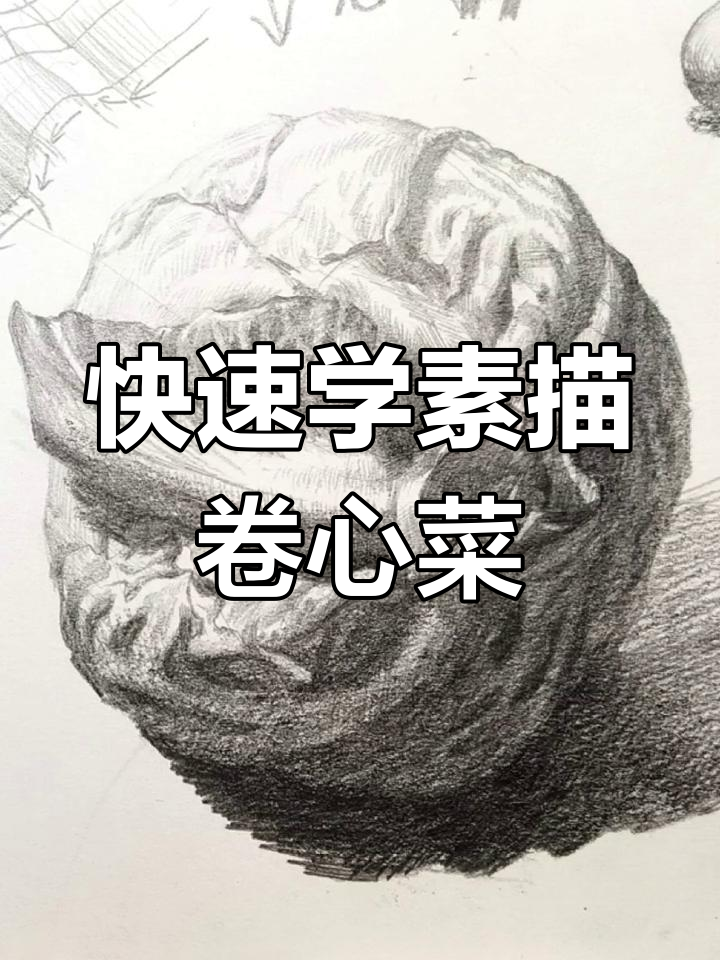素描卷心菜结构解析,轻松掌握静物画法