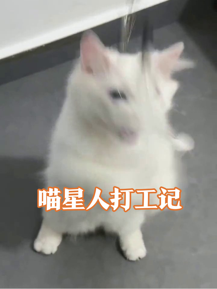 小白猫上班摸鱼被抓包,撒娇抱大腿笑喷
