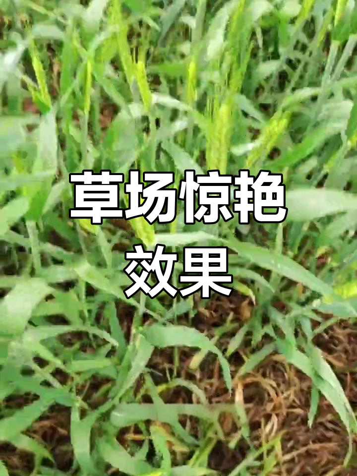 大G探访朱建忠,惊叹草场效果,自行车都不需要了!