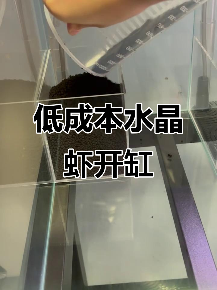 超低预算水晶虾开缸全攻略，轻松打造健康水族环境