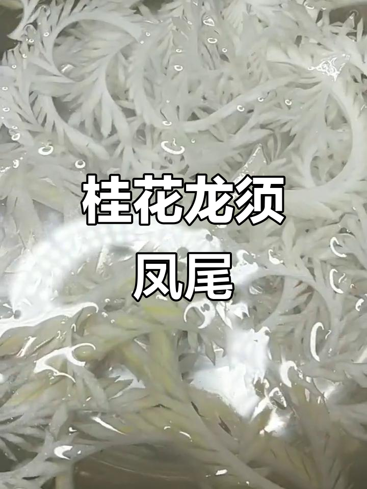 桂花龙须凤尾菜,美容养颜又好吃