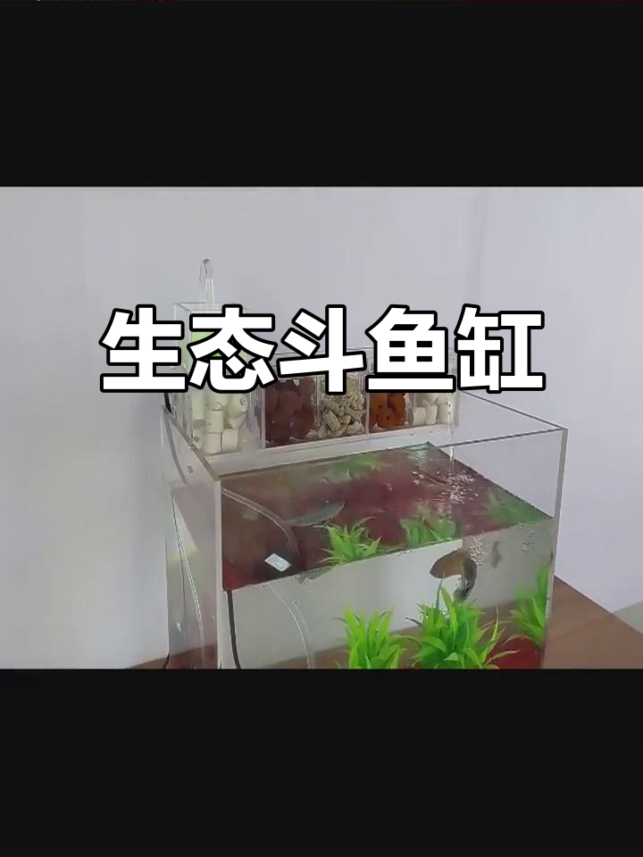 2024斗鱼缸设计,生态客厅与金鱼共赏