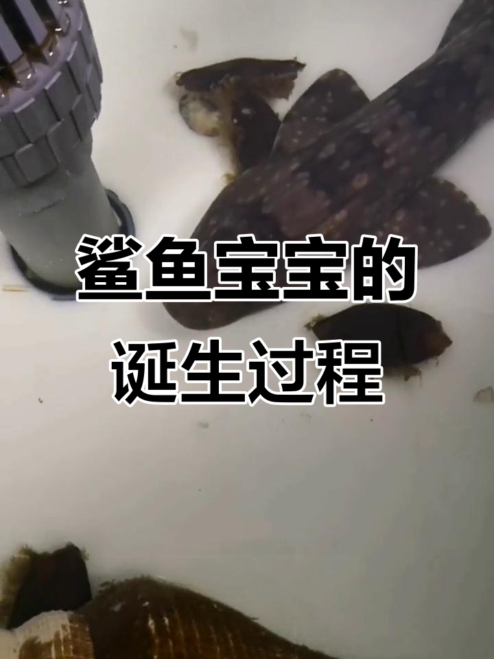 鲨鱼宝宝成长记：从卵壳到出生全过程