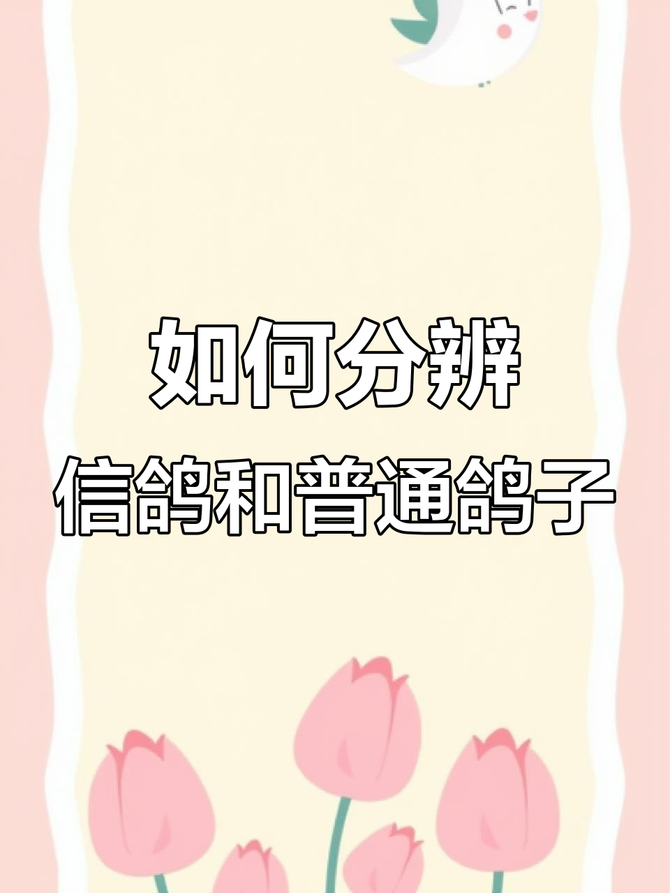 信鸽与普通鸽子如何区分?看这些关键特征