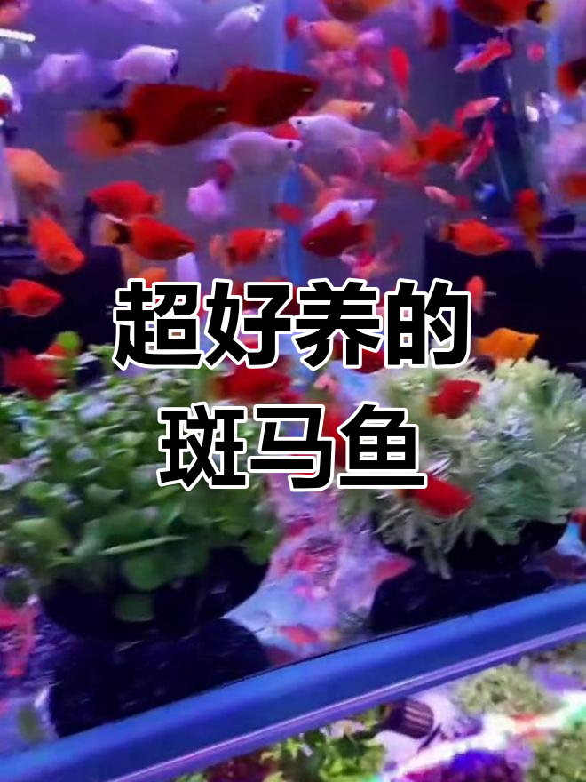 糖果斑马鱼:四季耐寒耐热,轻松饲养的观赏鱼