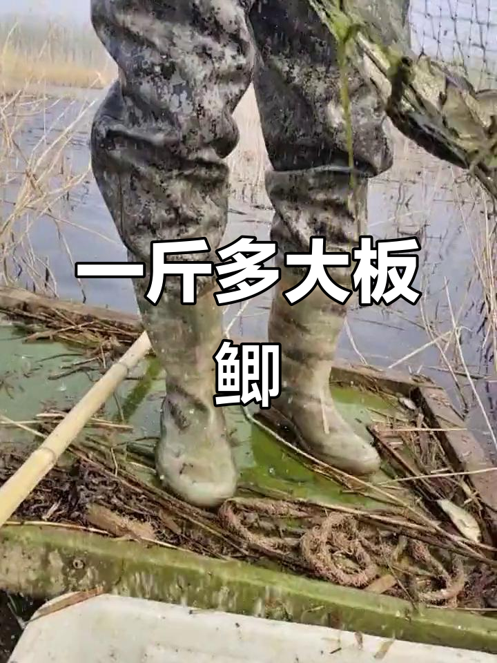 1斤多野生大板鲫,鲤鱼还是鲫鱼?看这头像就知道了