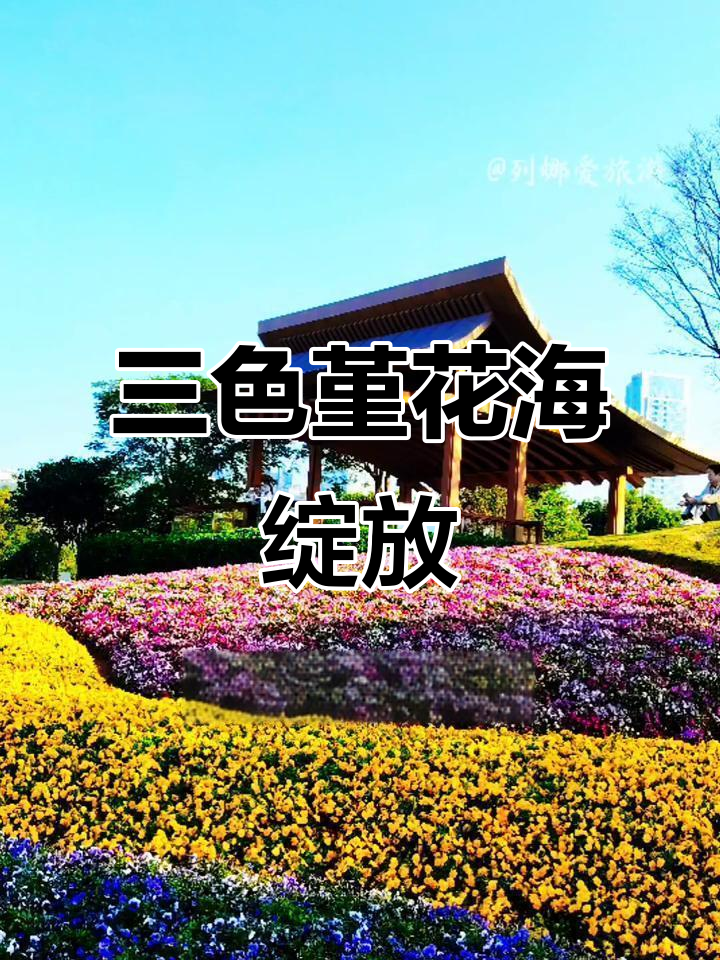 桂湾公园三色堇花海盛放,绝美打卡地等你来!