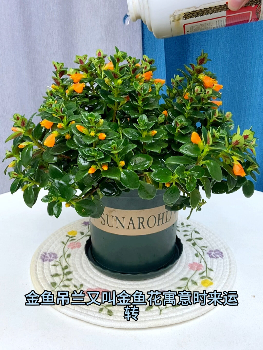 金鱼吊兰也叫金鱼花开花满屋飘香