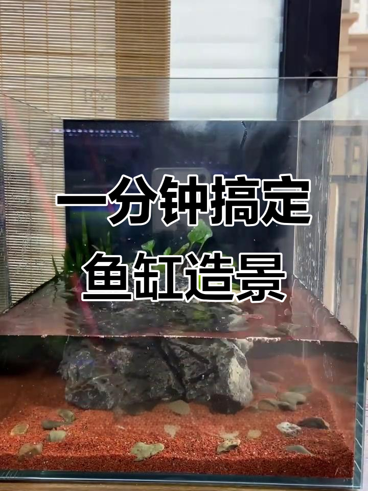新手一分钟学会鱼缸造景，简单又好看