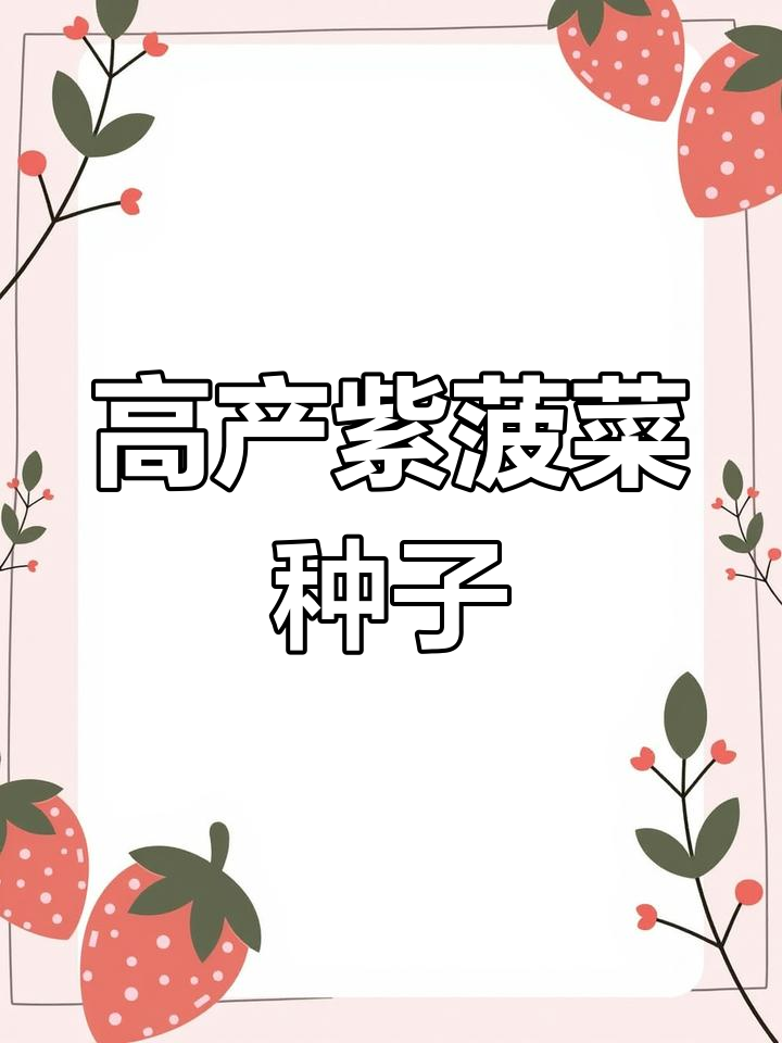 抗热耐寒高产紫菠菜,营养丰富市场空白