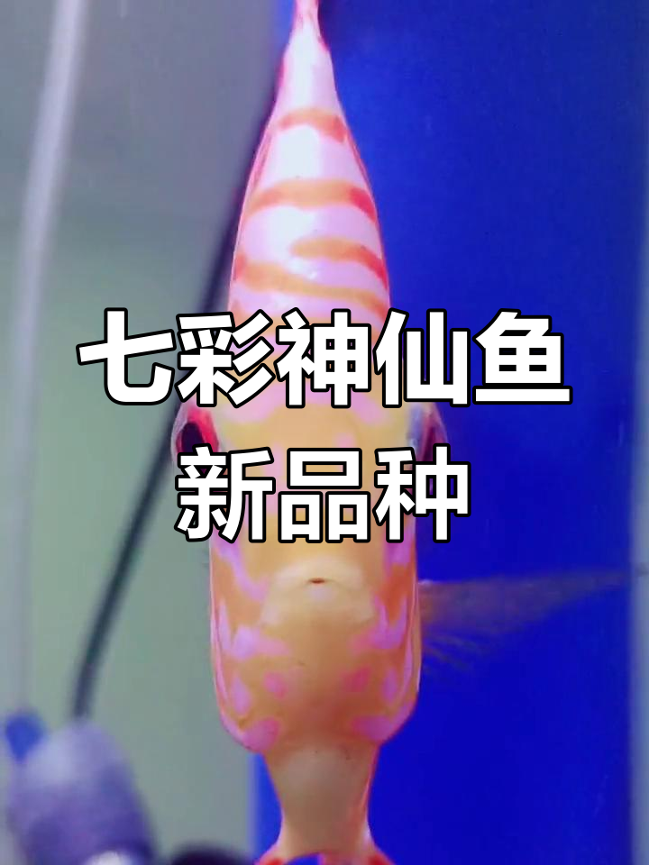 鸽子红的起源与培育