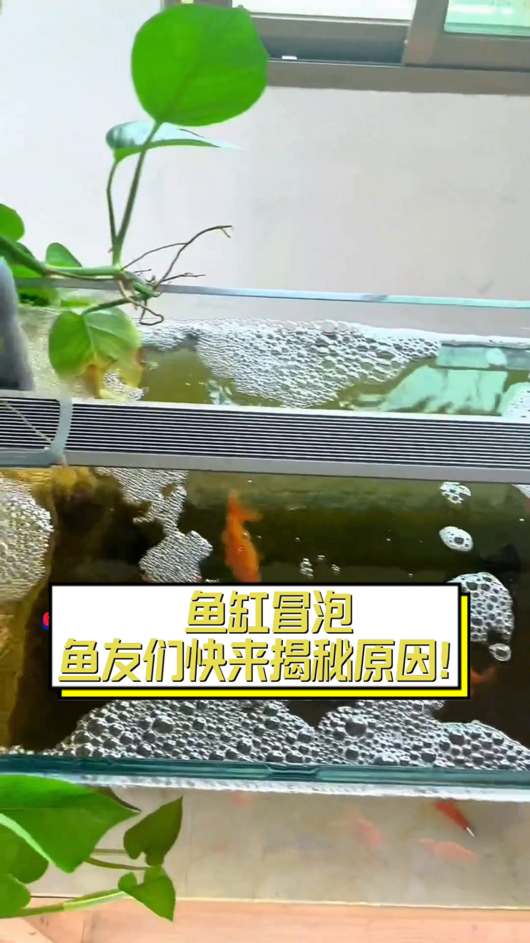 鱼缸冒泡,鱼友们快来揭秘原因!