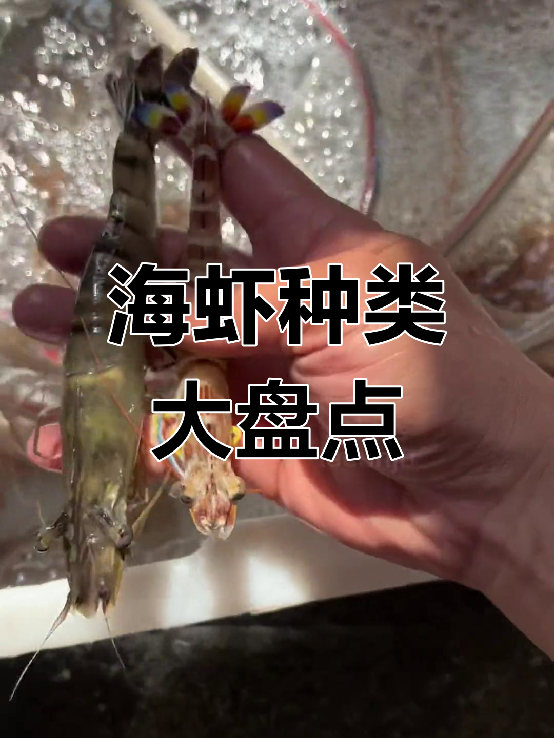 各种美味海虾大揭秘,黑虎、明虾全解析