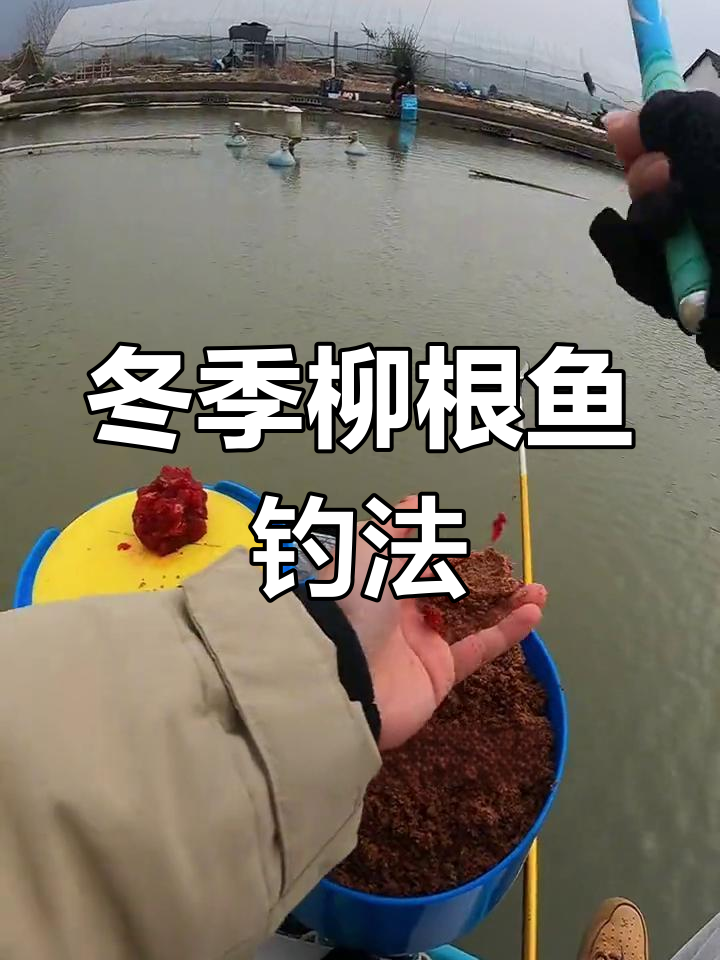 雪天钓鱼,柳根鱼钓法大揭秘