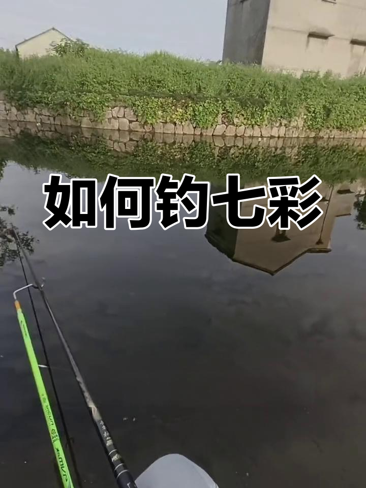 钓七彩鳑鲏的技巧与饵料选择,双飞连连!