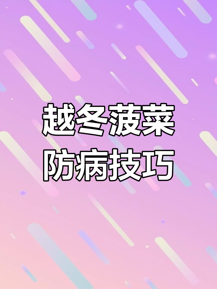 冬季菠菜病虫害防治全攻略