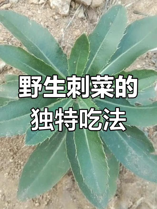 刺菜:田间的“小霸王”,嫩时做包子饺子超美味