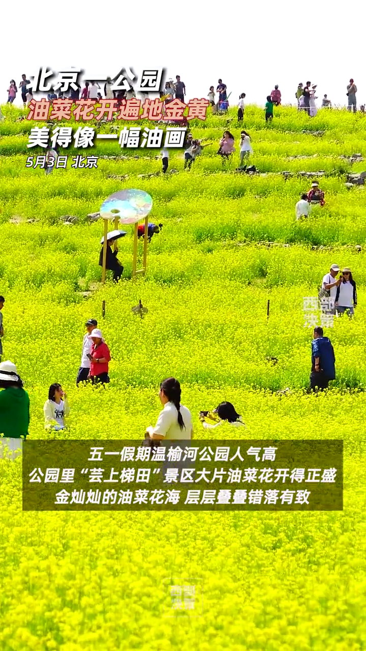 北京一公园油菜花开遍地金黄 美得像一幅油画