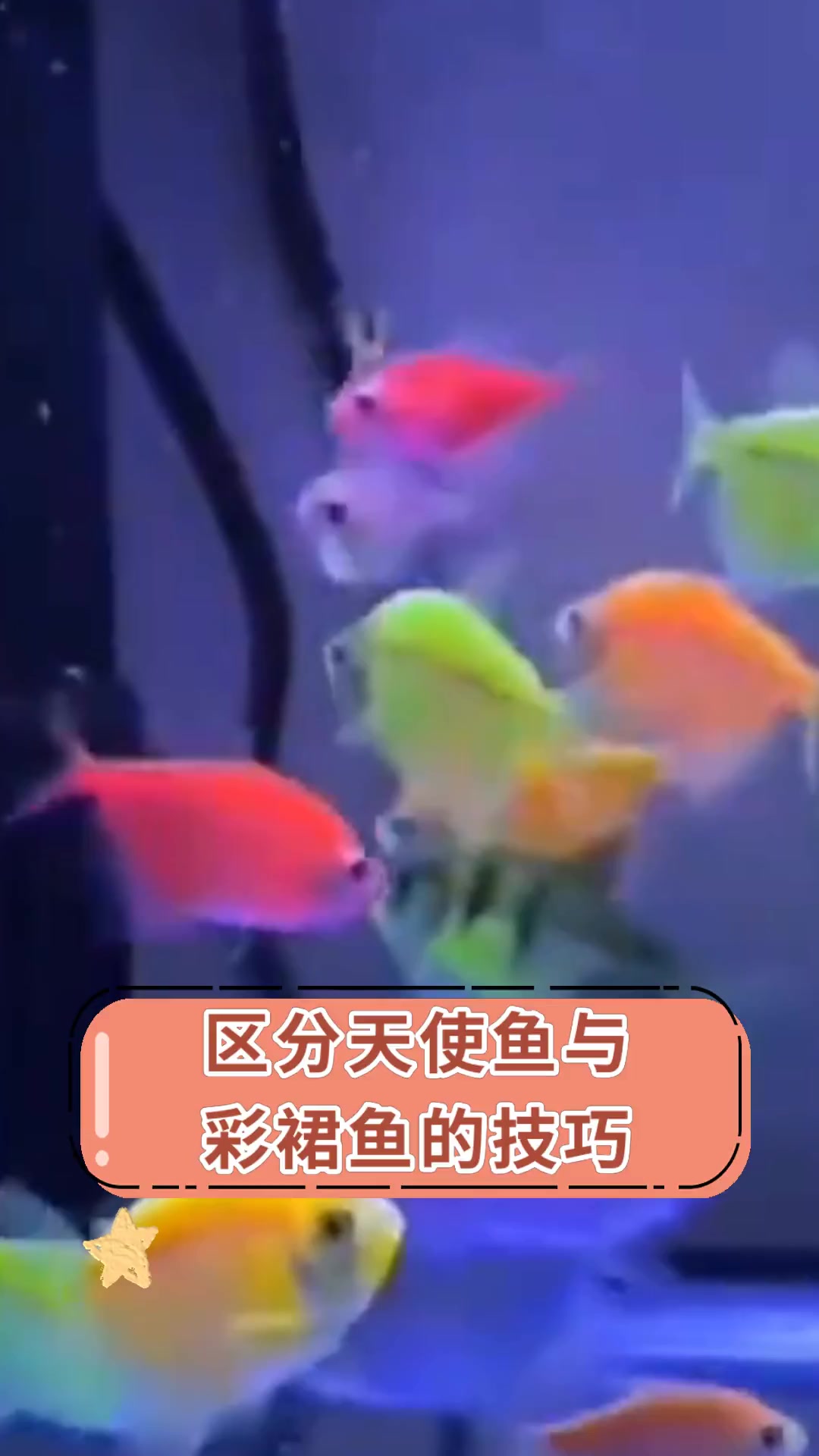 区分天使鱼与 彩裙鱼的技巧