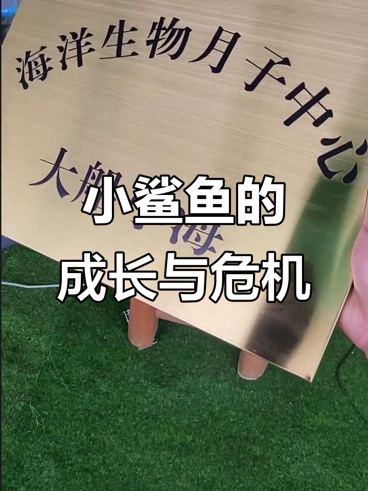 小鲨鱼玛莎和拉蒂的成长与挑战,海洋生物月子中心挂牌应对灾难