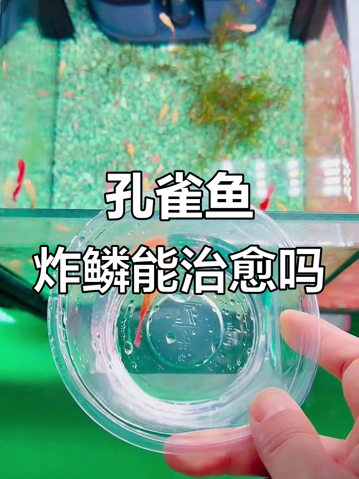 孔雀鱼炸鳞病难治,水质管理才是关键
