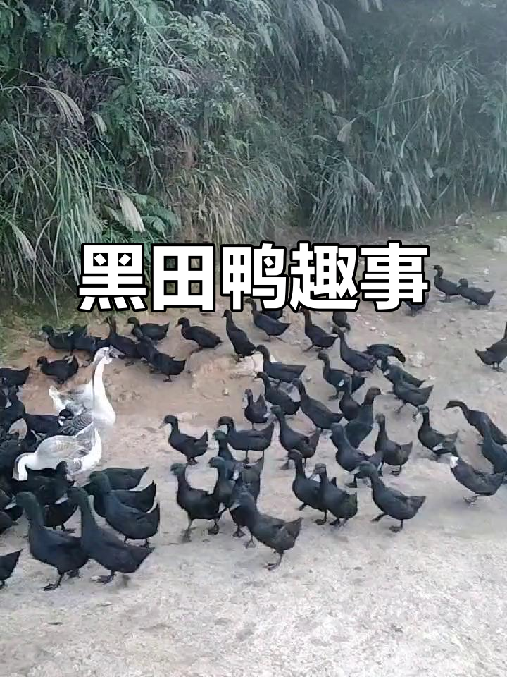 喂鸭时刻，黑田鸭全身乌黑，独特又有趣！