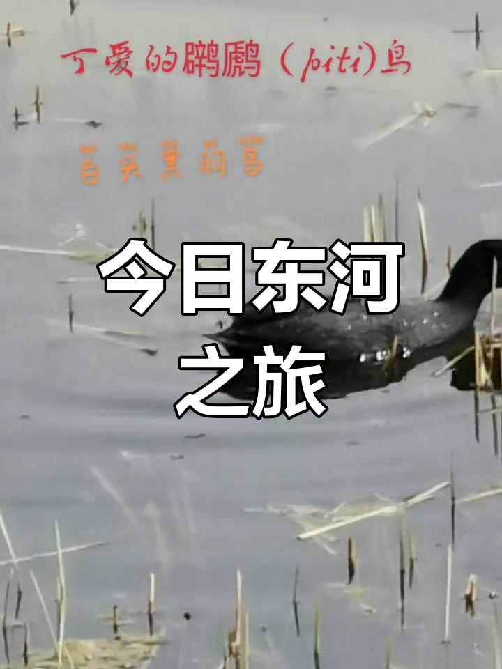 东河再游,拍到可爱水鸟