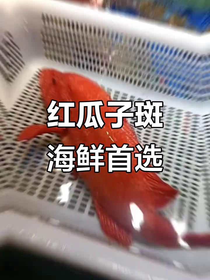 海南红瓜子斑:美味与奢华并存的海鲜之选