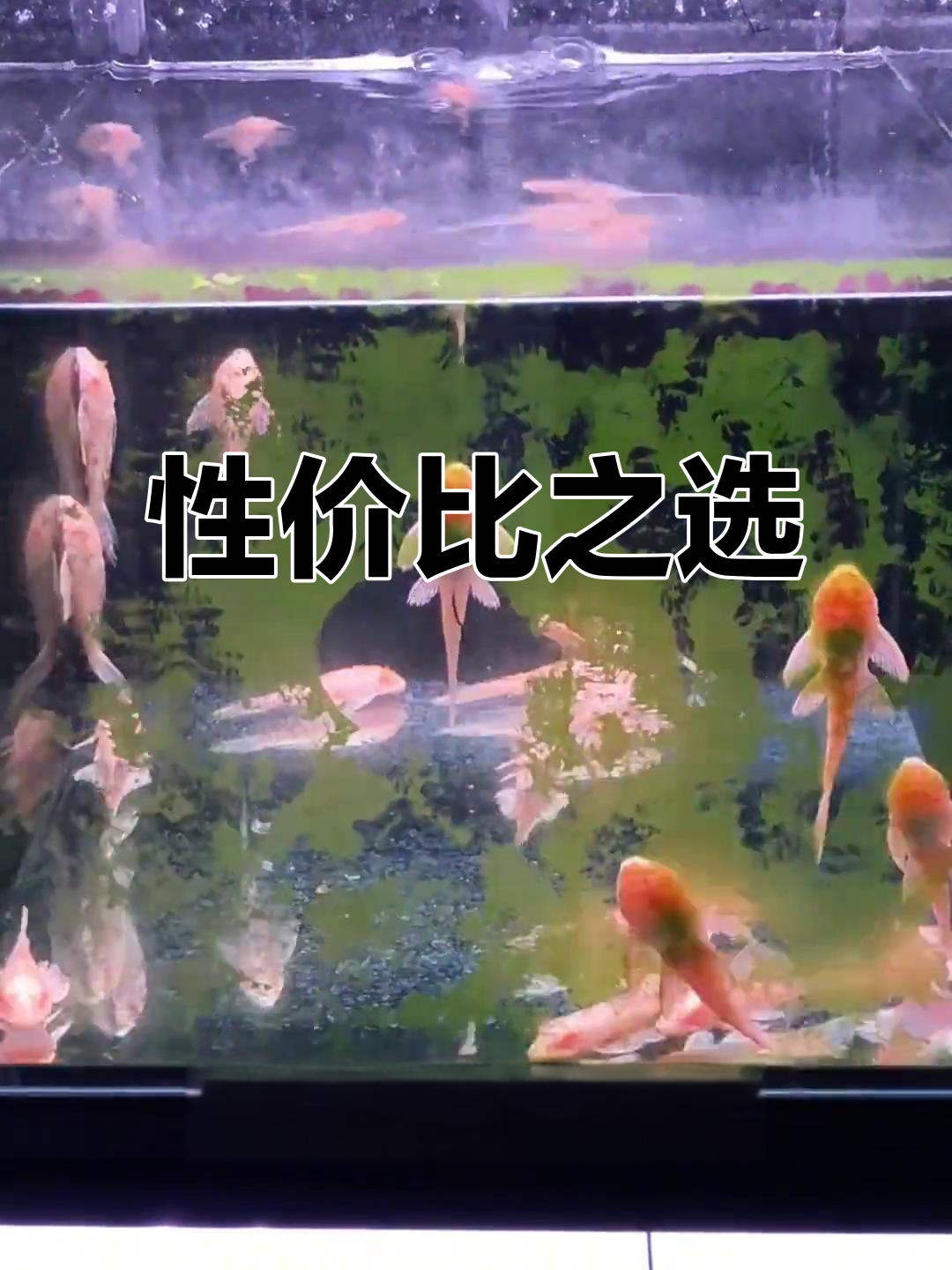 大帆女王表现稳定,不吸鱼,值得尝试!