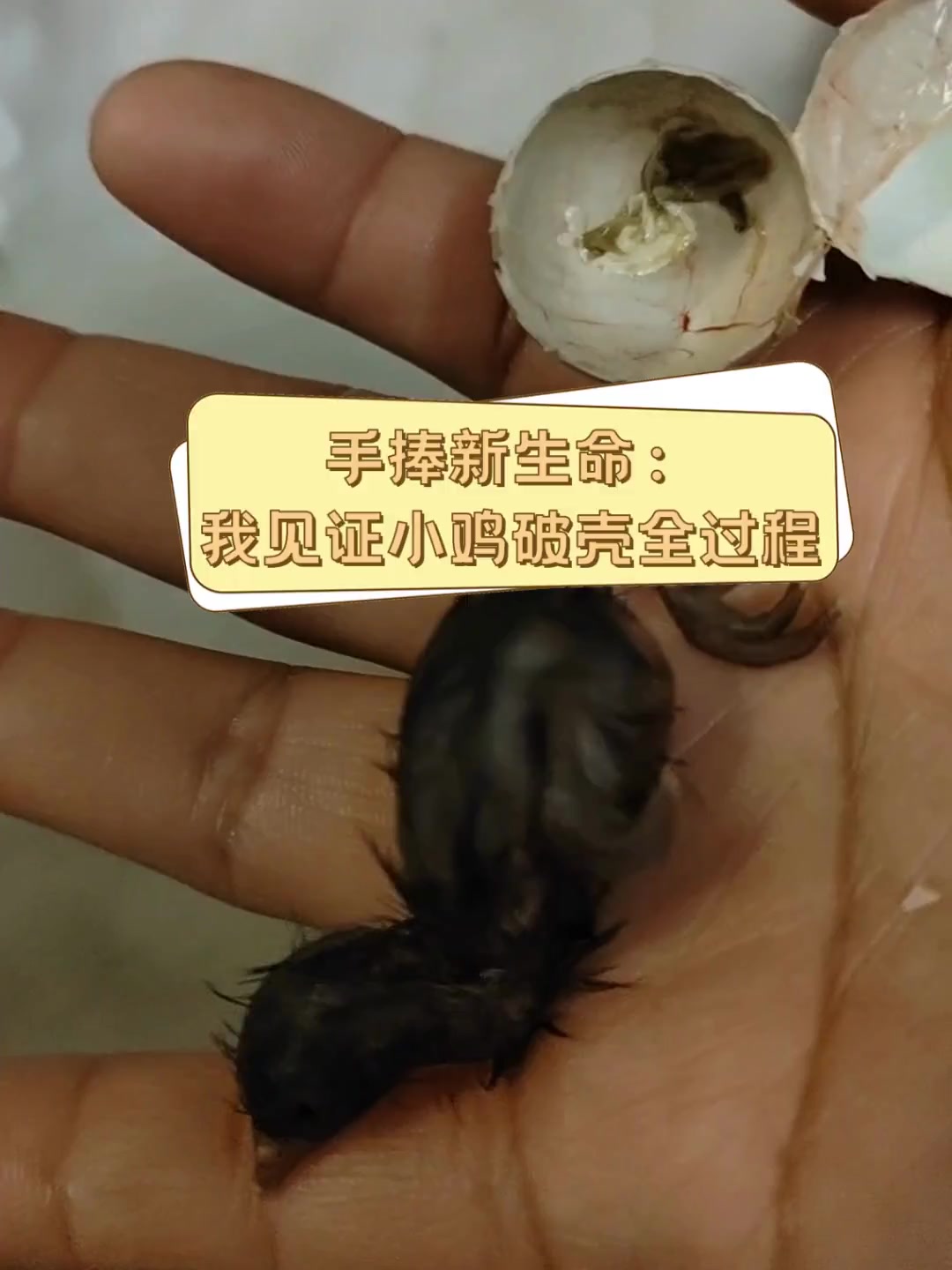 手捧新生命:我见证小鸡破壳全过程