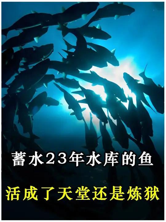 从“鱼群绝迹”到“年年增殖放流”,三峡水库的鱼类经历了什么?