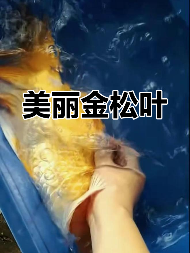 龙鱼种类繁多,各具特色,价格差异大