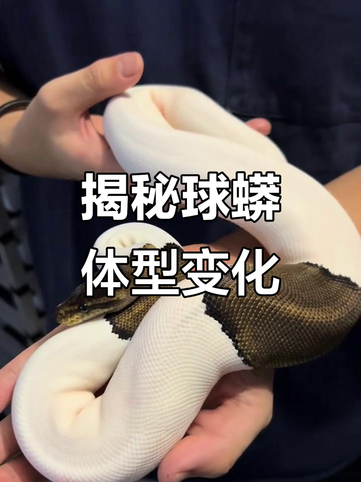 球蟒成长全纪录:从幼苗到成体的蜕变过程