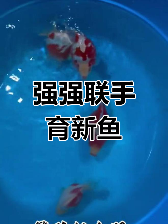 玉鲭金鱼配对突破,期待更强后代
