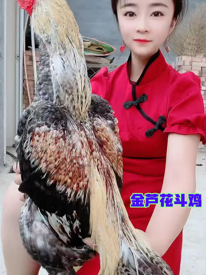 泰国斗鸡,金芦花斗鸡