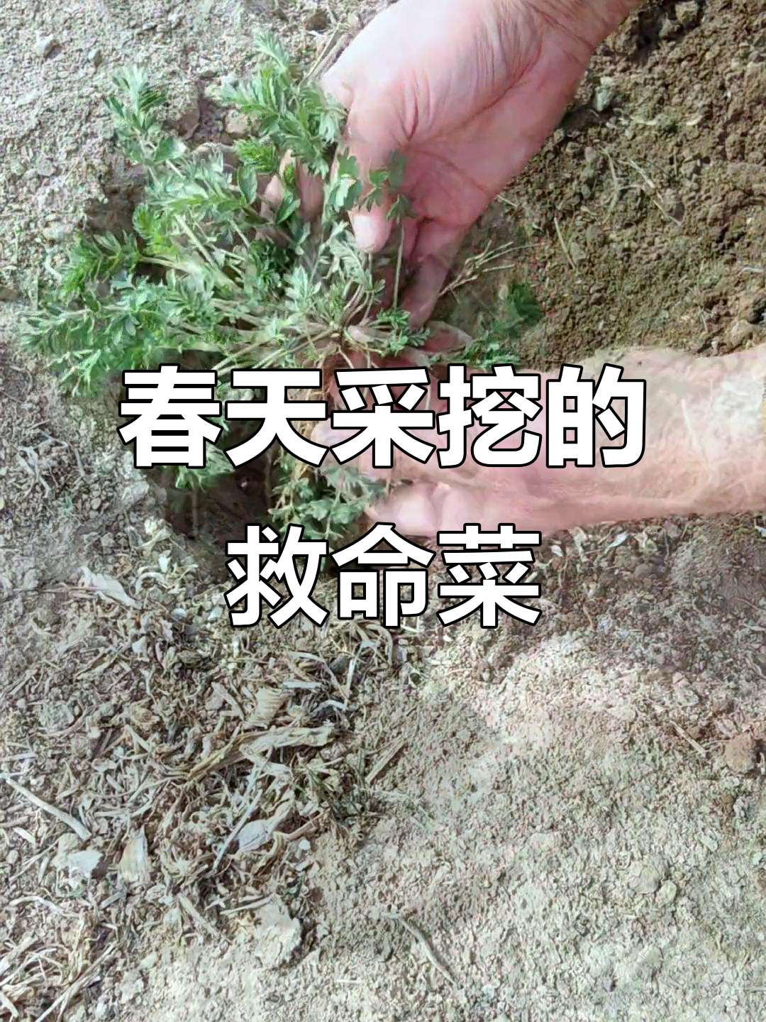 春季野菜推荐:朝天委陵菜的独特美味与营养价值