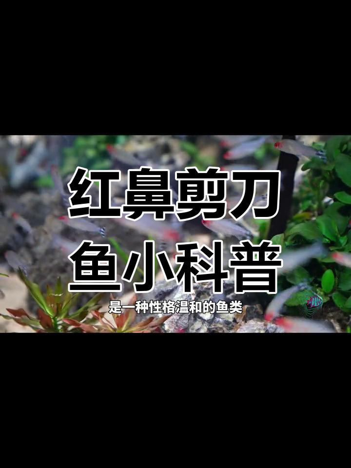红鼻剪刀鱼:亚马逊河流域的美丽观赏鱼