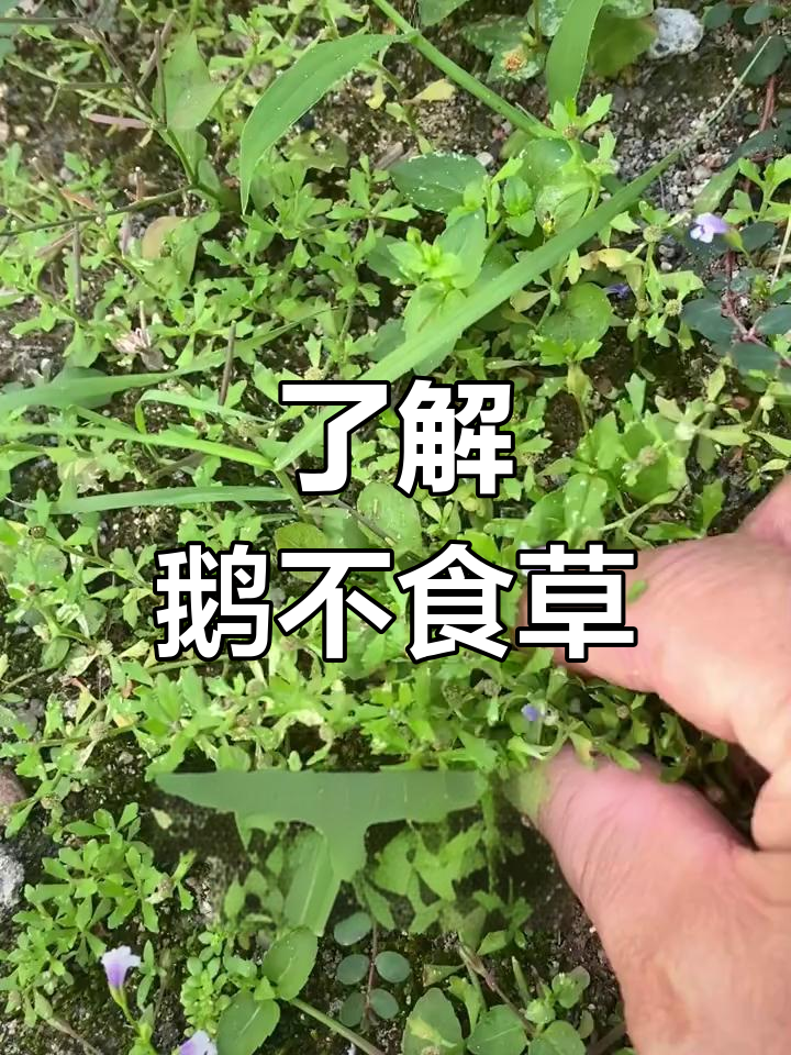 你知道鹅不食草吗?