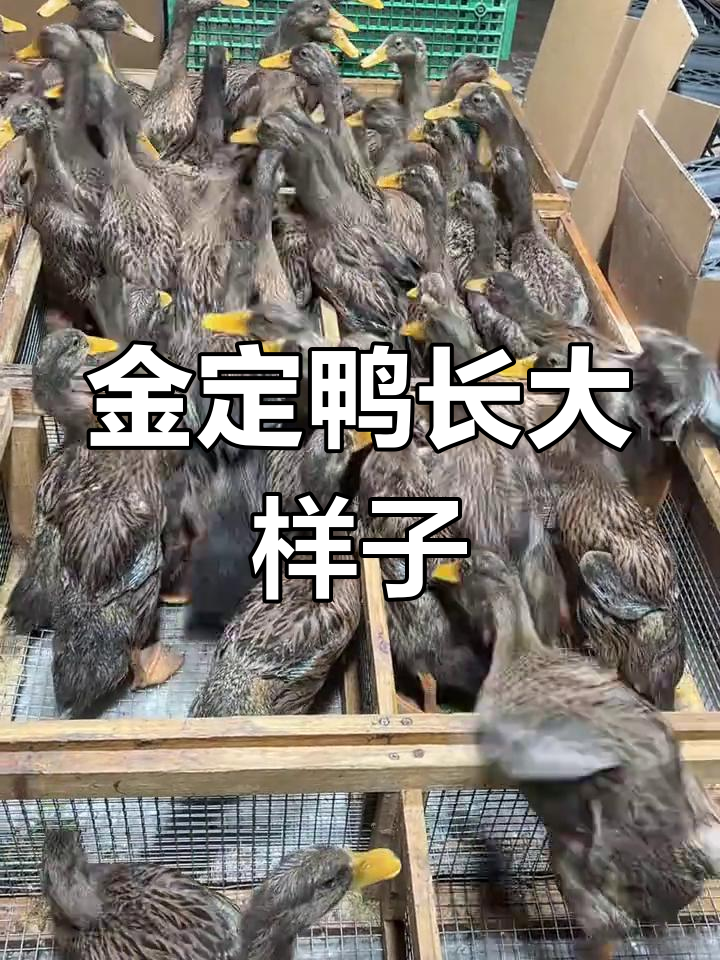 金定鸭成长记:从两斤到成年的变化