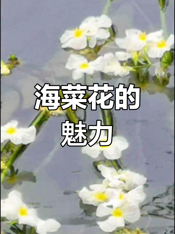 桂林海菜花：水质试金石，如画般美丽