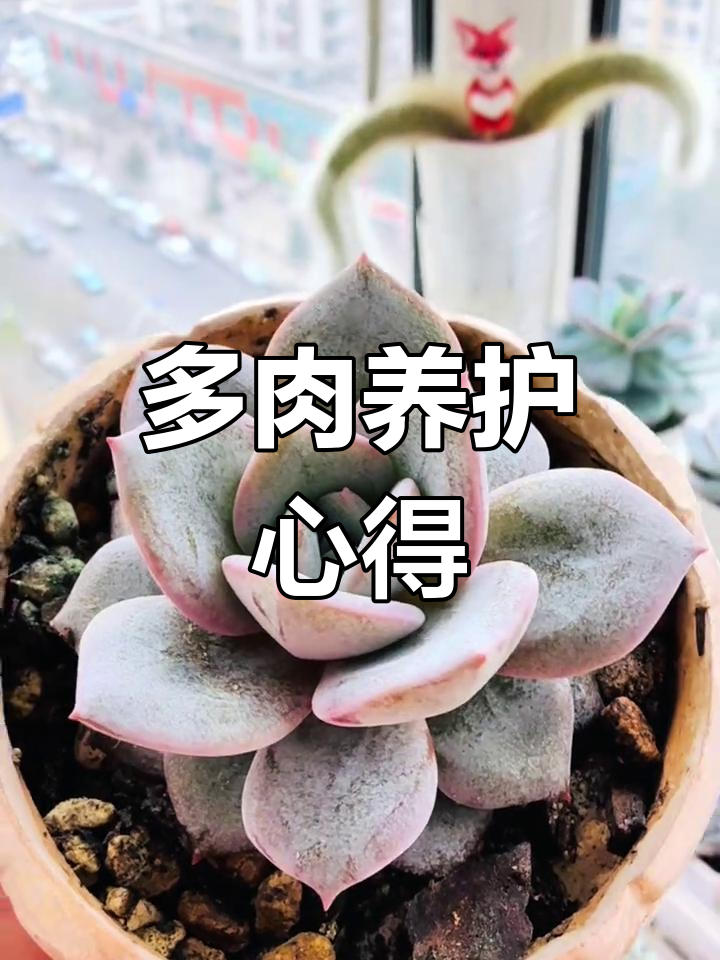 德国香槟多肉,色彩独特,精心养护才见惊艳状态