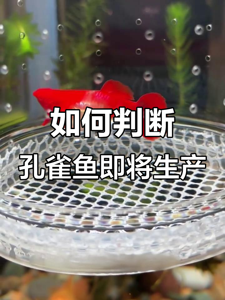 孔雀鱼快生崽的征兆,腹部胎斑明显可见
