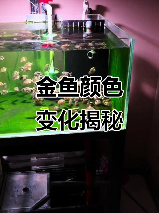 兰寿金鱼变色全过程,从青皮到红白再到通背