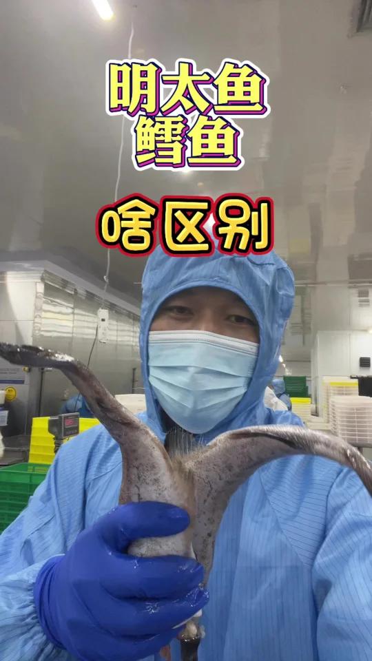 明太鱼和鳕鱼是不是同一个