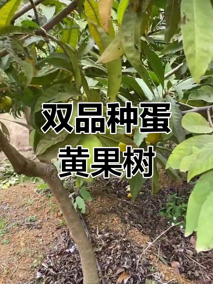 广西蛋黄果双品种奇观,丰收季节来临