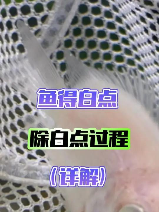 鱼得白点,除白点过程详解!仅经验分享,欢迎各位老铁补充!新手养鱼 鱼得白点病怎么治