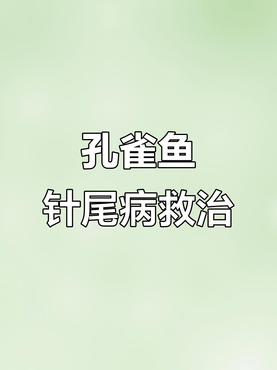 孔雀鱼针尾病治疗全过程，真伪如何判断